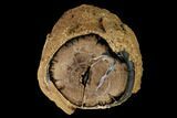 Wide Petrified Wood (Schinoxylon) Limb - Blue Forest, Wyoming #145292-1